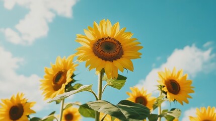 Obraz premium Golden sunflowers against a blue sky, standing tall and proud, symbolizing positivity