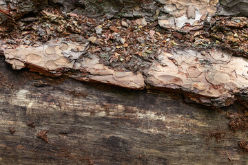 Damaged bark of an old pine tree