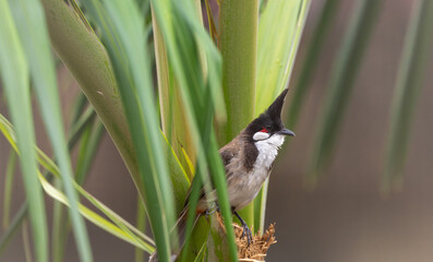 close-up of a Red-whiskered Bulbul 