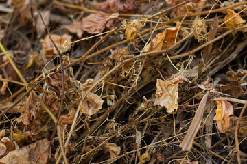 Dry leaves and grass in the dry season