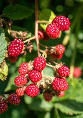 apanese blackberry 'Maxim' - a deciduous shrub resembling a blackberry. Its fruits are smaller, red in color, but have a high vitamin C content.