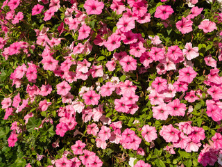 If you desire long overhangs of flowers on balconies or other large areas, petunias are suitable plants for this. A beautiful floral carpet, or photo wall of petunias.