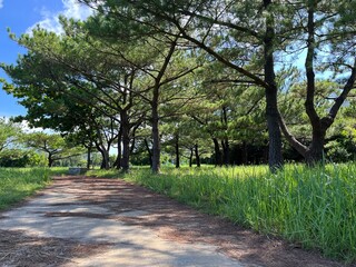 path in the park okinawa iheya Island nentouhihamatu (matsu)