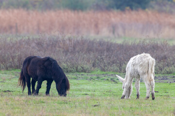 Horses in Hortobagy National Park, UNESCO World Heritage Site, Puszta is one of largest meadow and steppe ecosystems in Europe, Hungary