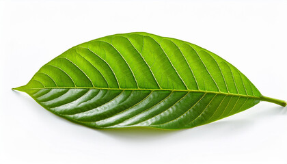 Fototapeta premium green cocoa leaf isolated on white