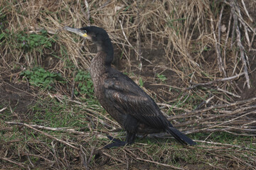 A Great Cormorant resting on the river bank

