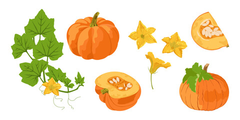 Pumpkins and bud of pumpkin plant set isolated on white background. Hand drawn simple autumn vector set.	