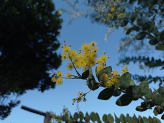 Acacia podalyriifolia plant in the garden