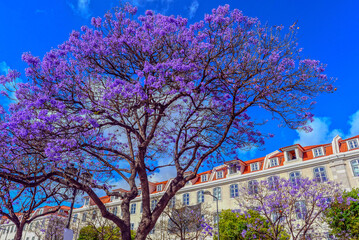 Palisanderholzbaum (Jacaranda mimosifolia) in Lissabon (Portugal)