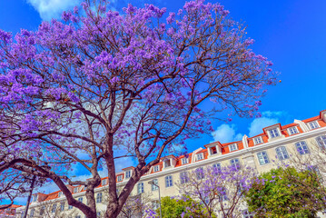 Palisanderholzbaum (Jacaranda mimosifolia) in Lissabon (Portugal)