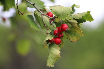 Sorbus intermedia. Red rowan berries on a bush in autumn.