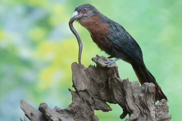 A young chestnut-breasted malkoha is preying on a large earthworm. This beautifully colored bird has the scientific name Phaenicophaeus curvirostris.