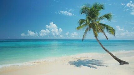 Obraz premium Palm Tree on a Tranquil Beach