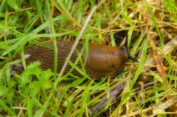 Eine Schnecke auf dem Gras. 