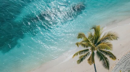 Aerial View of a Palm Tree on a Pristine Beach