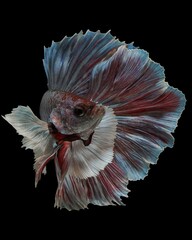 Potrait closeup Dumbo ear halfmoon bettafish on black background, 23 August 2024 Bekasi Indonesia