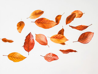 Maple leaves with autumn colors on white background