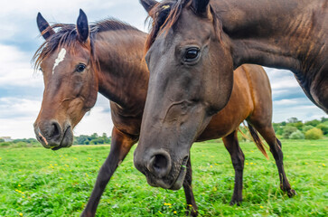 Obraz premium Head of brown horse in profile, close-up. Horses on flower meadow. Flies on the horse's face.