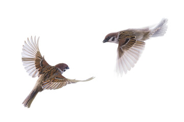 flying sparrow isolated on white background