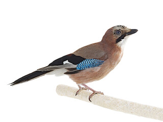 jay isolated on a white background