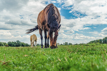 Brown horse with white spot on forehead grazes on grass in meadow. Gray background of cloudy sky.