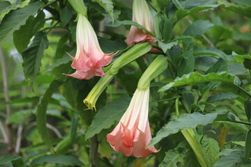 Brugmansia named angels trumpet or Datura flower.