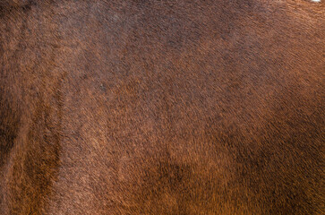 Close-up of horse's back. Brown skin on horse's back in full screen mode. Biology of animals.