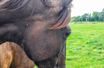 Head of brown horse in profile, close-up. Shiny dark eye. Flies on horse's face. Blurred background.