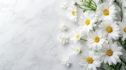 White Daisies on Marble Background