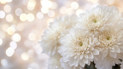 White Chrysanthemums with Bokeh Background