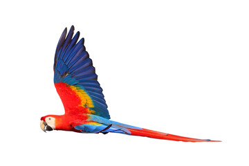 Colorful flying Scarlet Macaw parrot isolated on transparent background png file