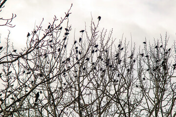 birds flock on tree branches under the  the winter sky
