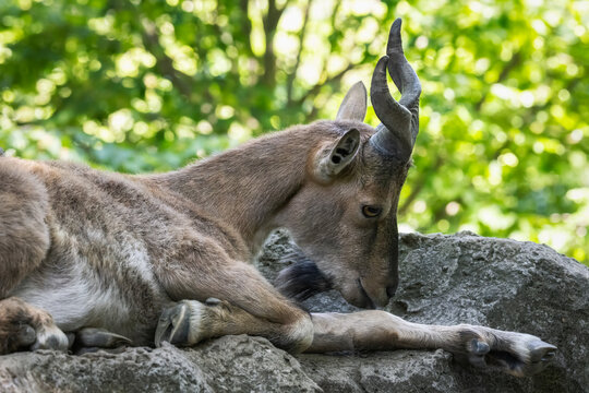 Primo piano ad un Markor allo zoo di Pistoia, Toscana, Italia, Europa