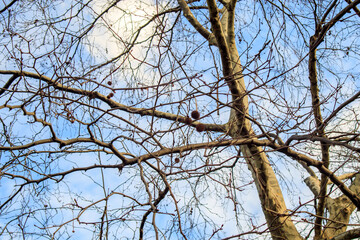 Obraz premium branches against blue sky