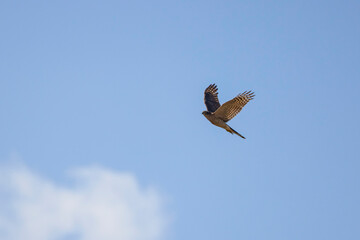 a beautiful specimen of a falcon in flight in the sky