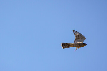 a beautiful specimen of a falcon in flight in the sky