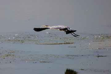 (Ardea cinerea) flying over a lake in sunny day
