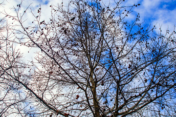 branches of a tree against the sky