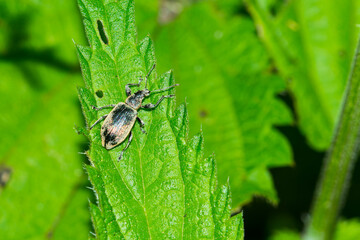 Phyllobius pomaceus (Brennessel-Grünrüssler)
