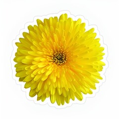 yellow chrysanthemum flower