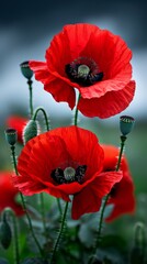 Obraz premium Vibrant red poppies stand tall in a field, contrasted against dark clouds and evoking remembrance on a solemn day