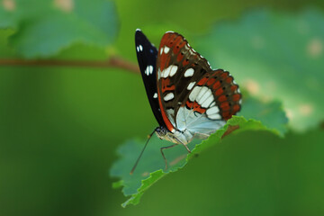 Butterfly on flower, colorful details on wings