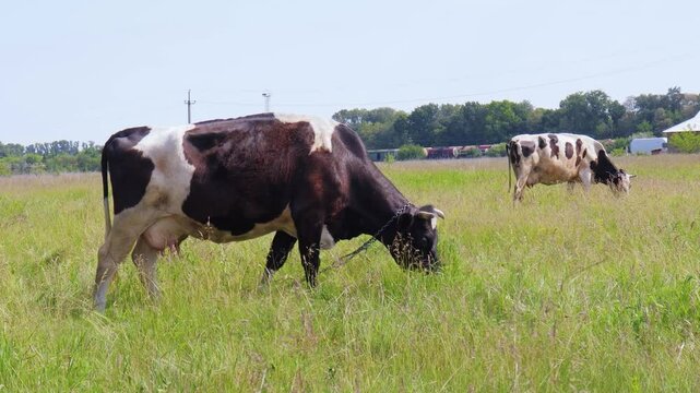 Grazing cows enjoy a sunny afternoon in a lush green field, showcasing farm life in rural landscapes