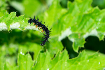 Tagpfauenauge Raupe auf Distel	
