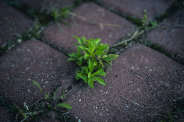The grass grows through the paving slabs. Weeds grow through paving slabs