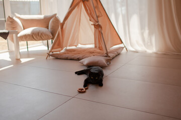 Close-up of the black cat have fun against the wigwam at home . The cozy sand stylish furnishing in...