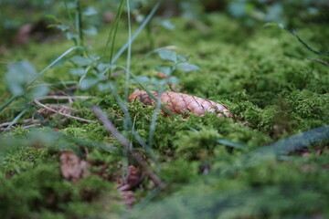 Forest Floor Detail
