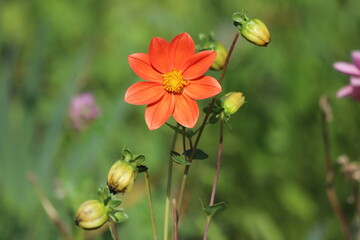 Dahlia flowers in the garden on green leaves background.