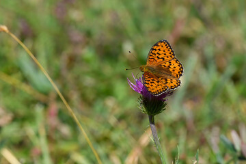 orange and brown butterfly with open wings sitting on purple flower in summer in the mountains