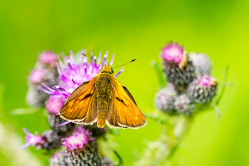 Rostfarbiger Dickkopffalter (Ochlodes sylvanus)